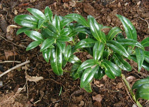 Sarcococca hookeriana var. humilis (low sarcococca)