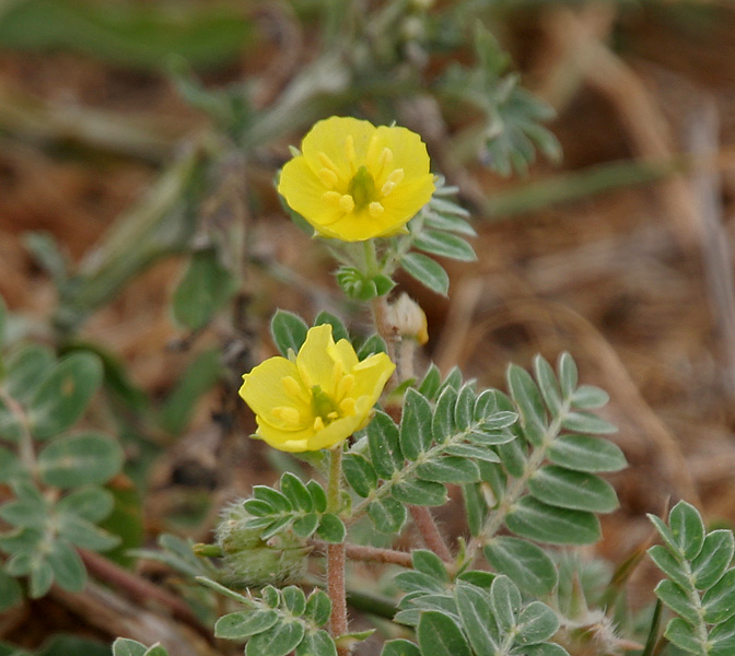 Tribulus terrestris (puncture vine) (alternate view 3)