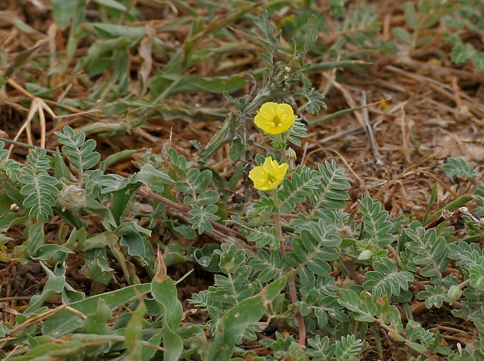 Tribulus terrestris (puncture vine) (alternate view 4)