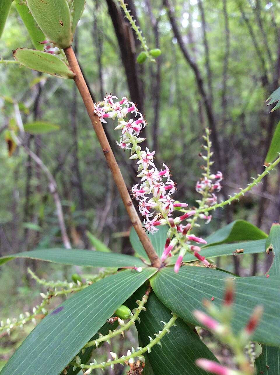 Leucopogon verticillatus (Tassel Flower) (alternate view 8)