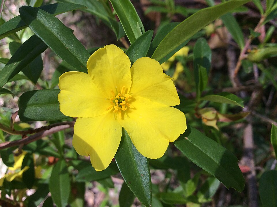Hibbertia cuneiformis (Cutleaf Hibbertia) (alternate view 8)