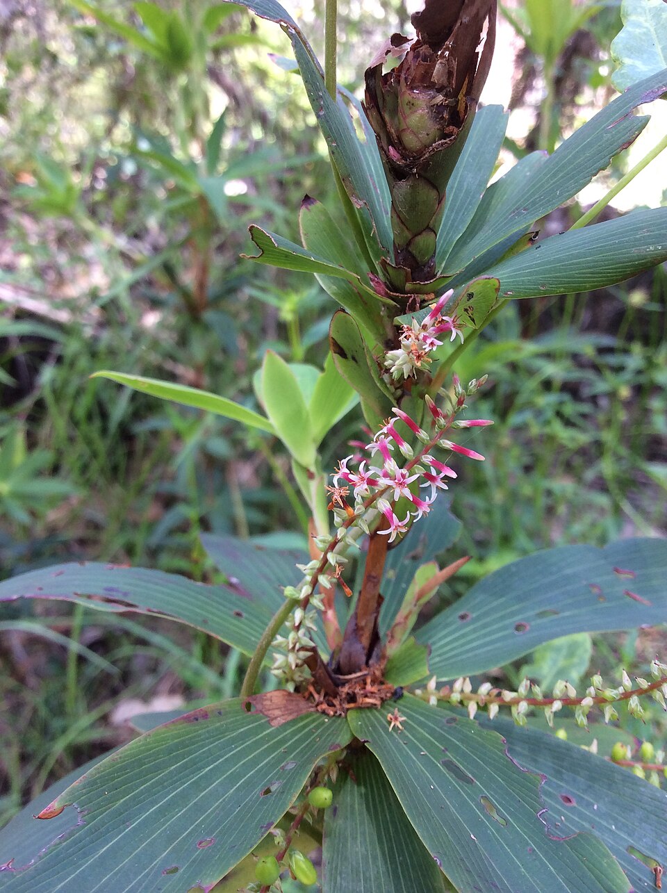 Leucopogon verticillatus (Tassel Flower) (alternate view 9)