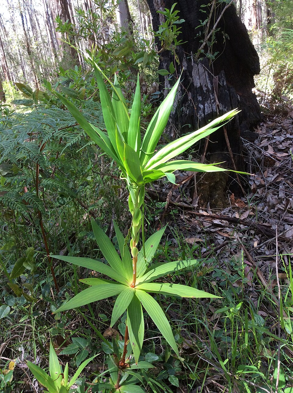 Leucopogon verticillatus (Tassel Flower) (alternate view 10)