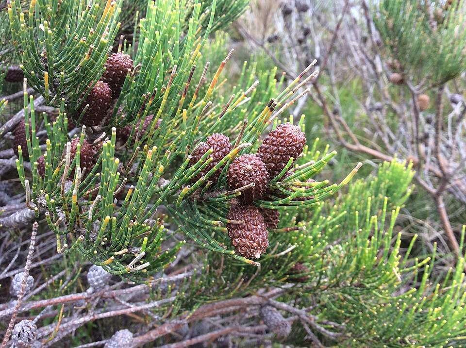 Allocasuarina humilis (dwarf sheoak) (alternate view 8)