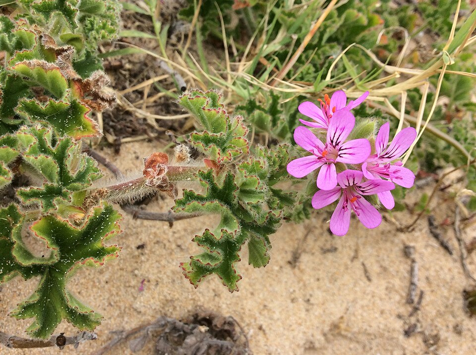 Pelargonium capitatum (rose-scented geranium) (alternate view 10)