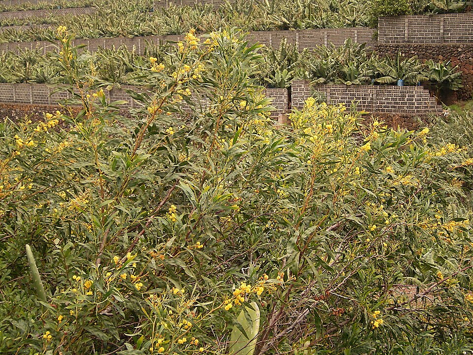 Acacia saligna (golden wreath wattle) (alternate view 7)
