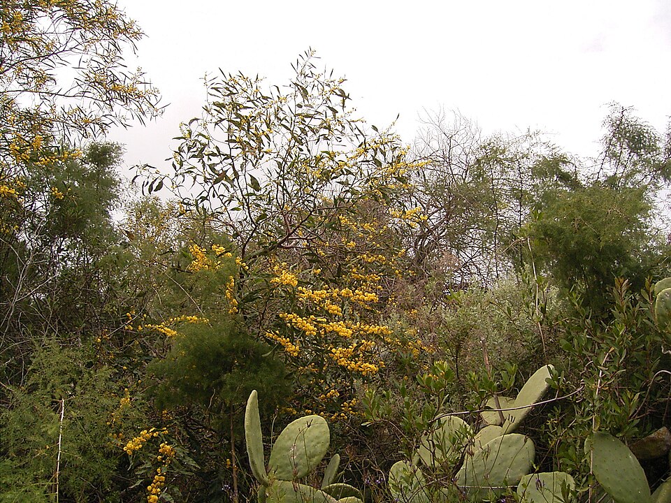 Acacia saligna (golden wreath wattle) (alternate view 8)