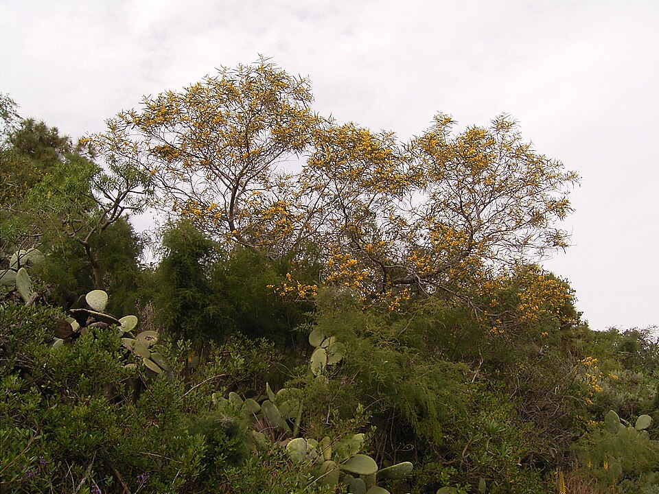 Acacia saligna (golden wreath wattle) (alternate view 9)