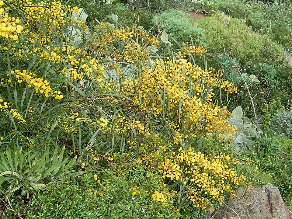 Acacia saligna (golden wreath wattle) (alternate view 10)