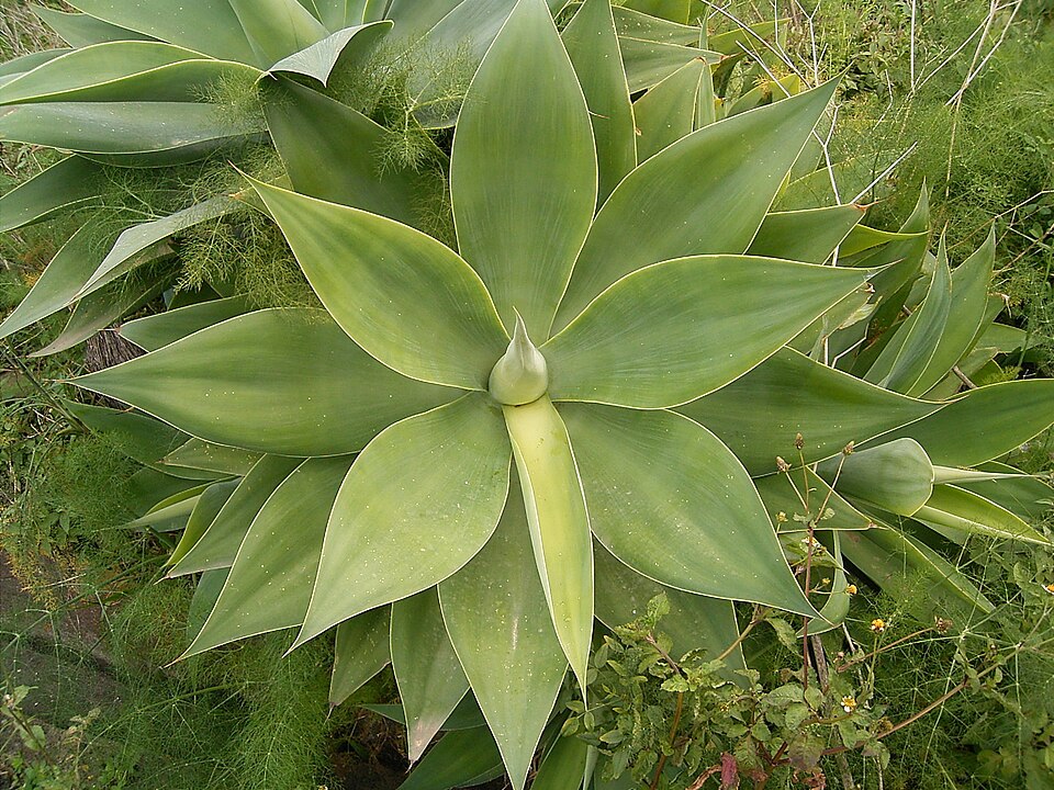 Agave attenuata (Fox Tail Agave) (alternate view 10)