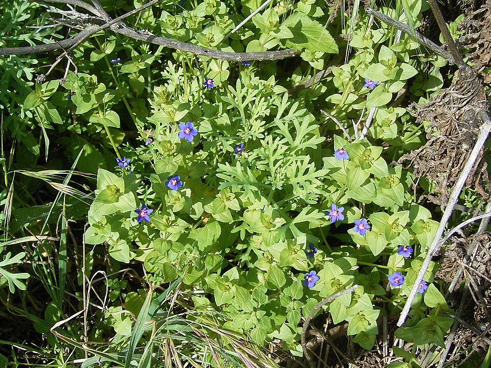 Lysimachia arvensis (scarlet pimpernel)
