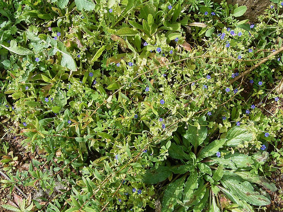 Lysimachia arvensis (scarlet pimpernel)
