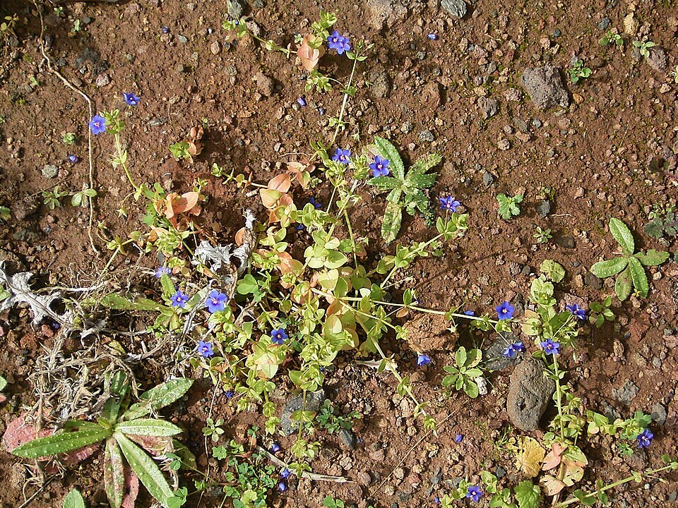 Lysimachia arvensis (scarlet pimpernel)