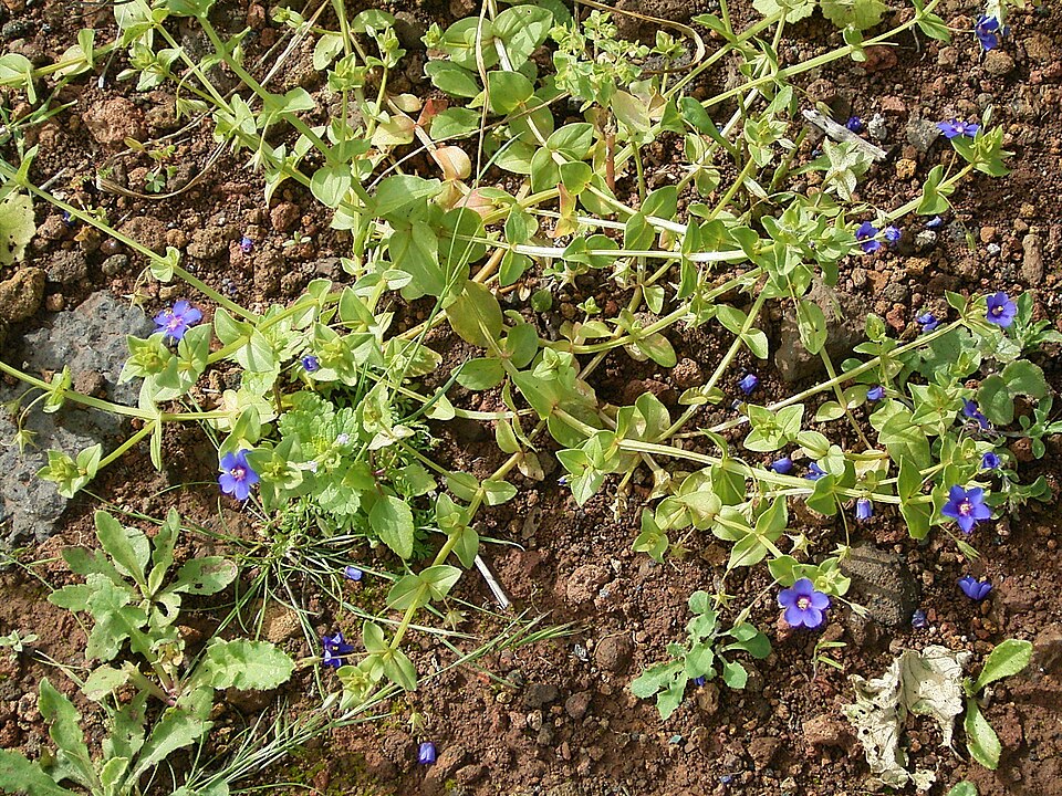 Lysimachia arvensis (scarlet pimpernel)
