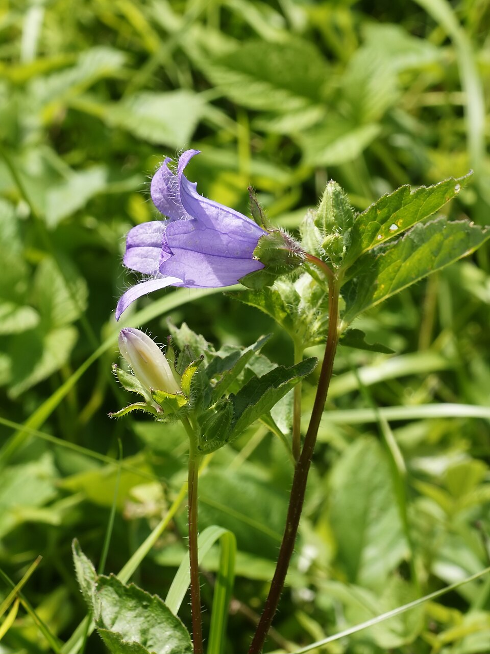 Campanula trachelium (Nettle-leaved Bellflower)