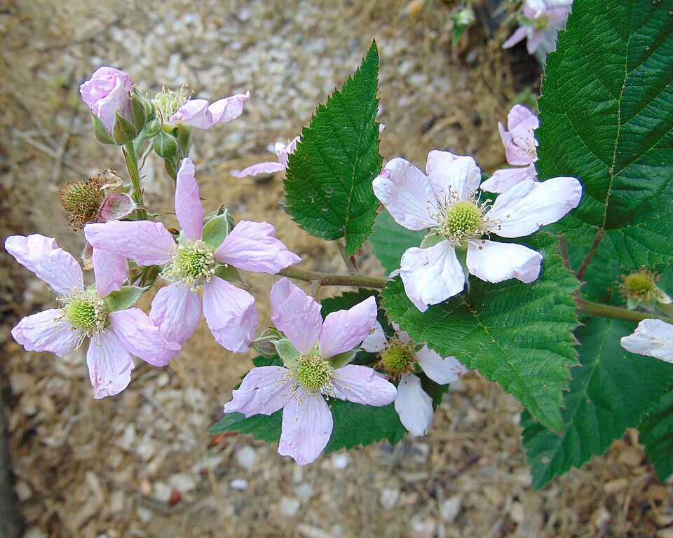 Rubus 'Chester' (Chester Thornless Blackberry) (alternate view 5)