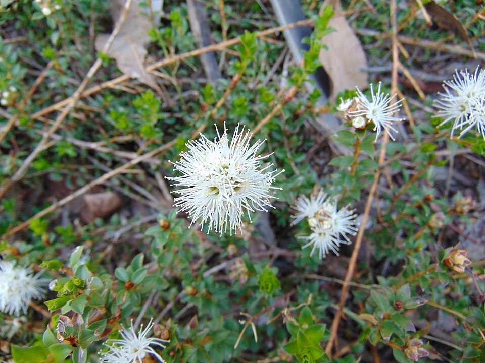 Kunzea pomifera (Muntries)