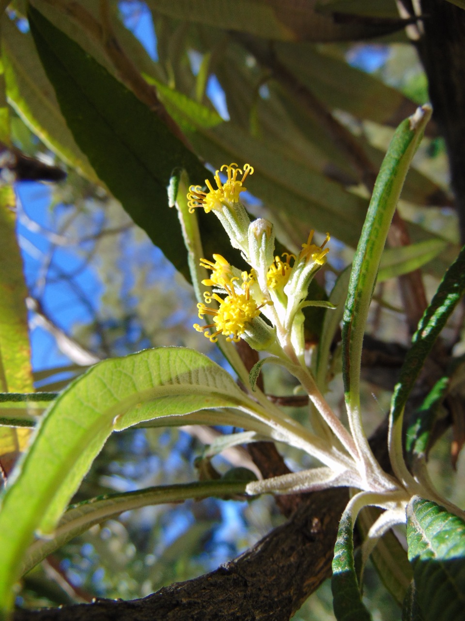 Bedfordia salicina (Blanket Bush) (alternate view 6)