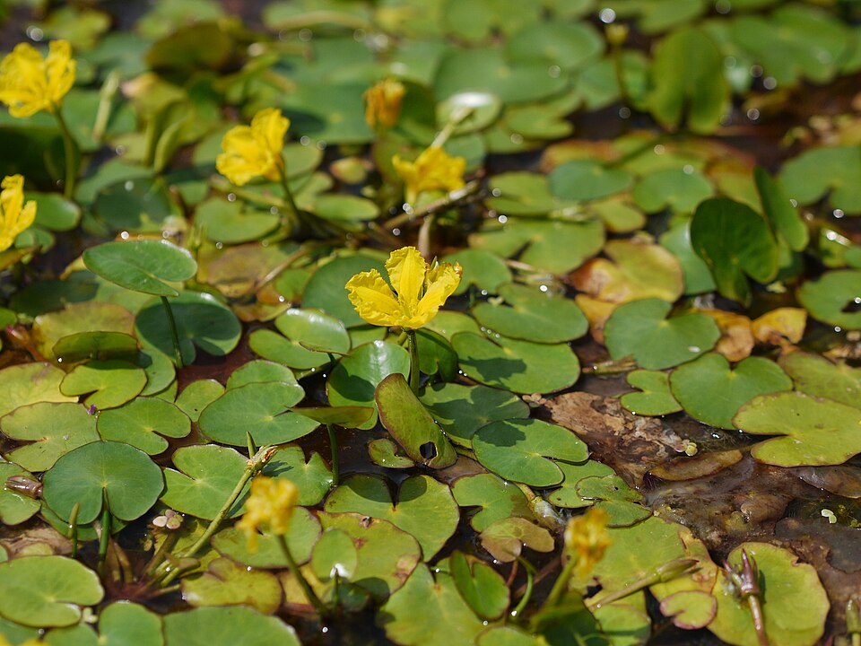 Nymphoides peltata (water fringe)