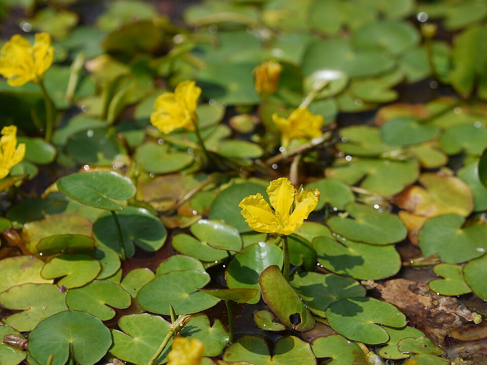 Nymphoides peltata (water fringe)