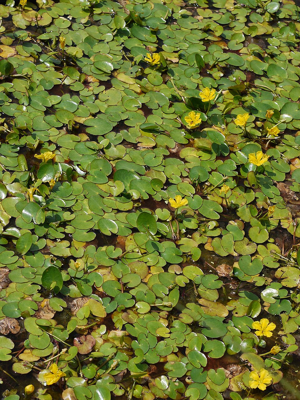 Nymphoides peltata (water fringe)