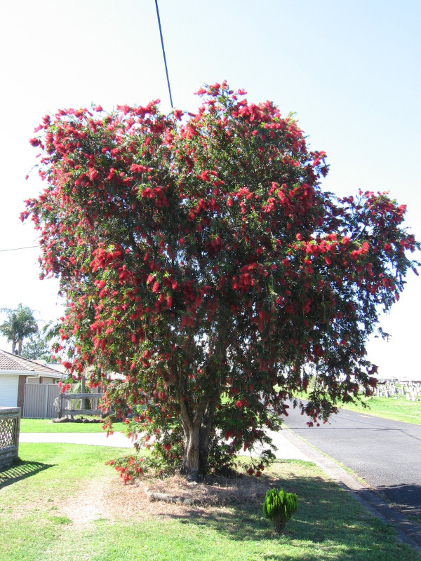 Melaleuca viminalis (weeping bottlebrush) (alternate view 10)
