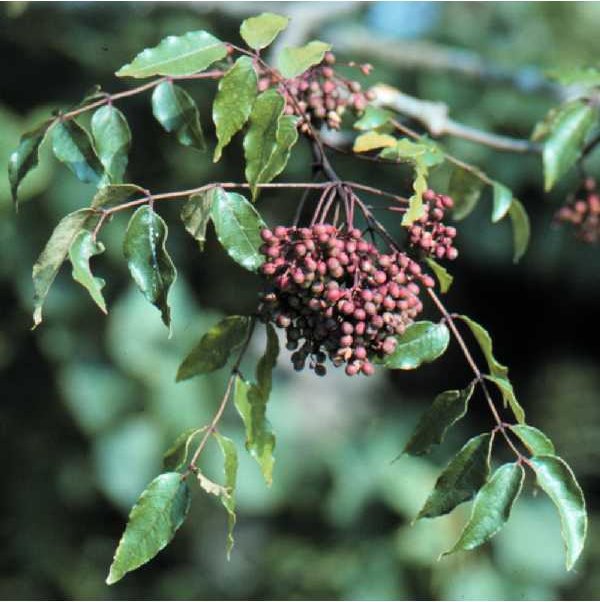 Zanthoxylum clava-herculis (Hercules' club) (alternate view 8)