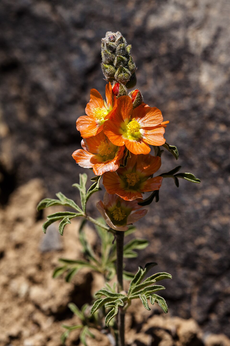 Sphaeralcea coccinea (Scarlet Globemallow) (alternate view 9)