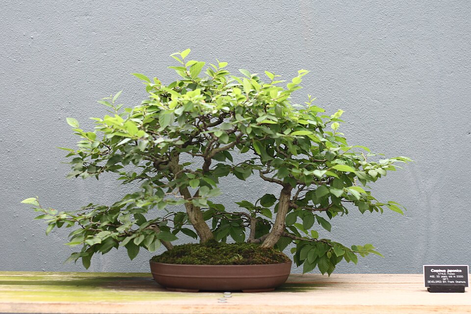 Carpinus japonica (Japanese Hornbeam)