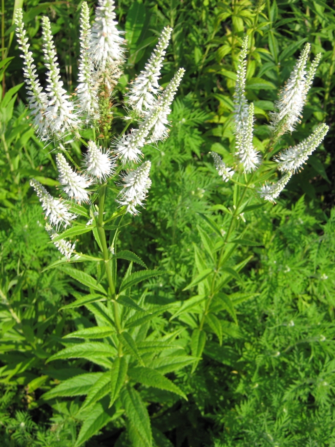 Veronicastrum virginicum (culver's root) (alternate view 11)