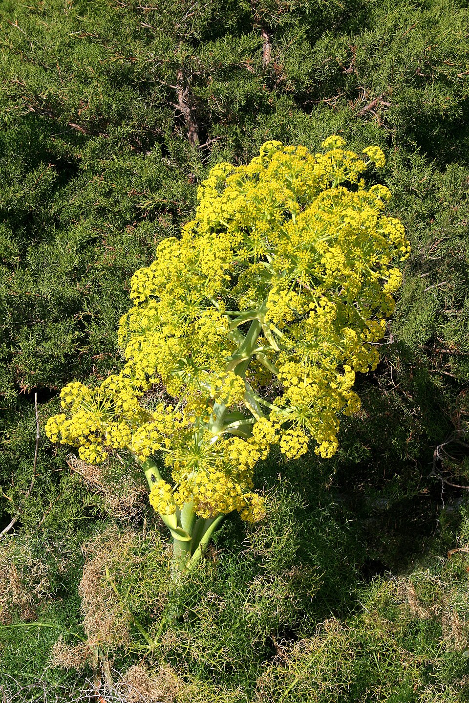 Ferula communis (giant fennel) (alternate view 6)