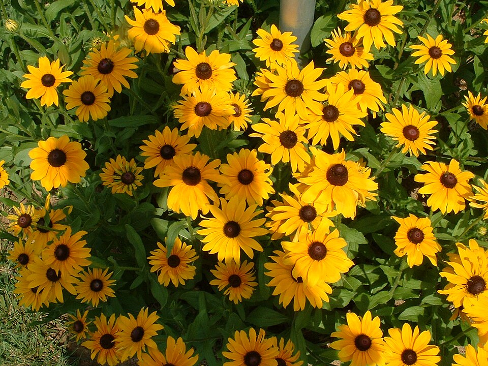 Rudbeckia hirta (large black-eyed Susan) (alternate view 7)
