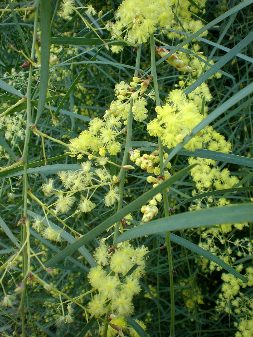 Acacia iteaphylla (Flinders Range Wattle) (alternate view 2)