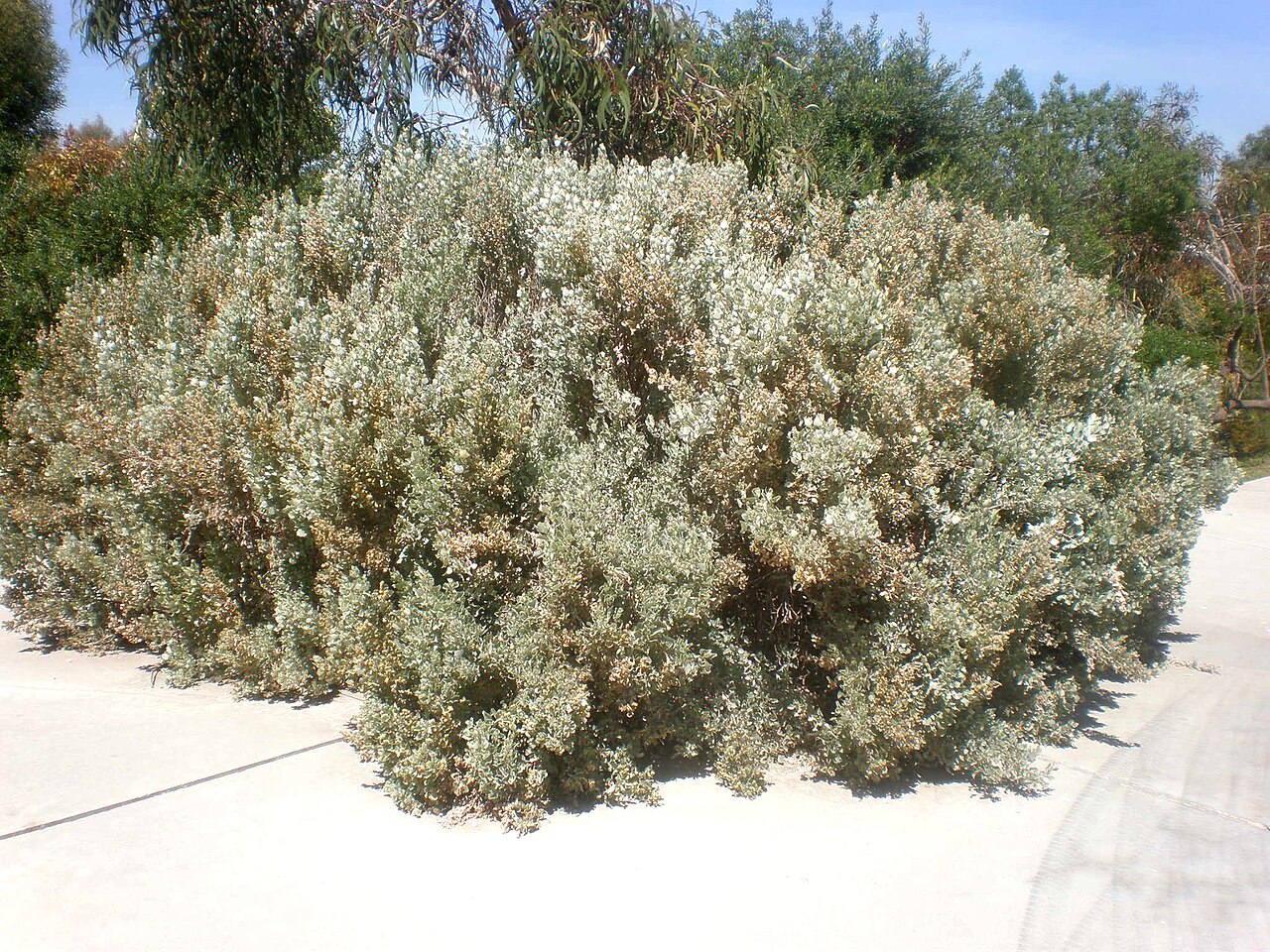 Atriplex nummularia, Old man saltbush — spreading evergreen (Amaranthaceae) (image 3 of 9)