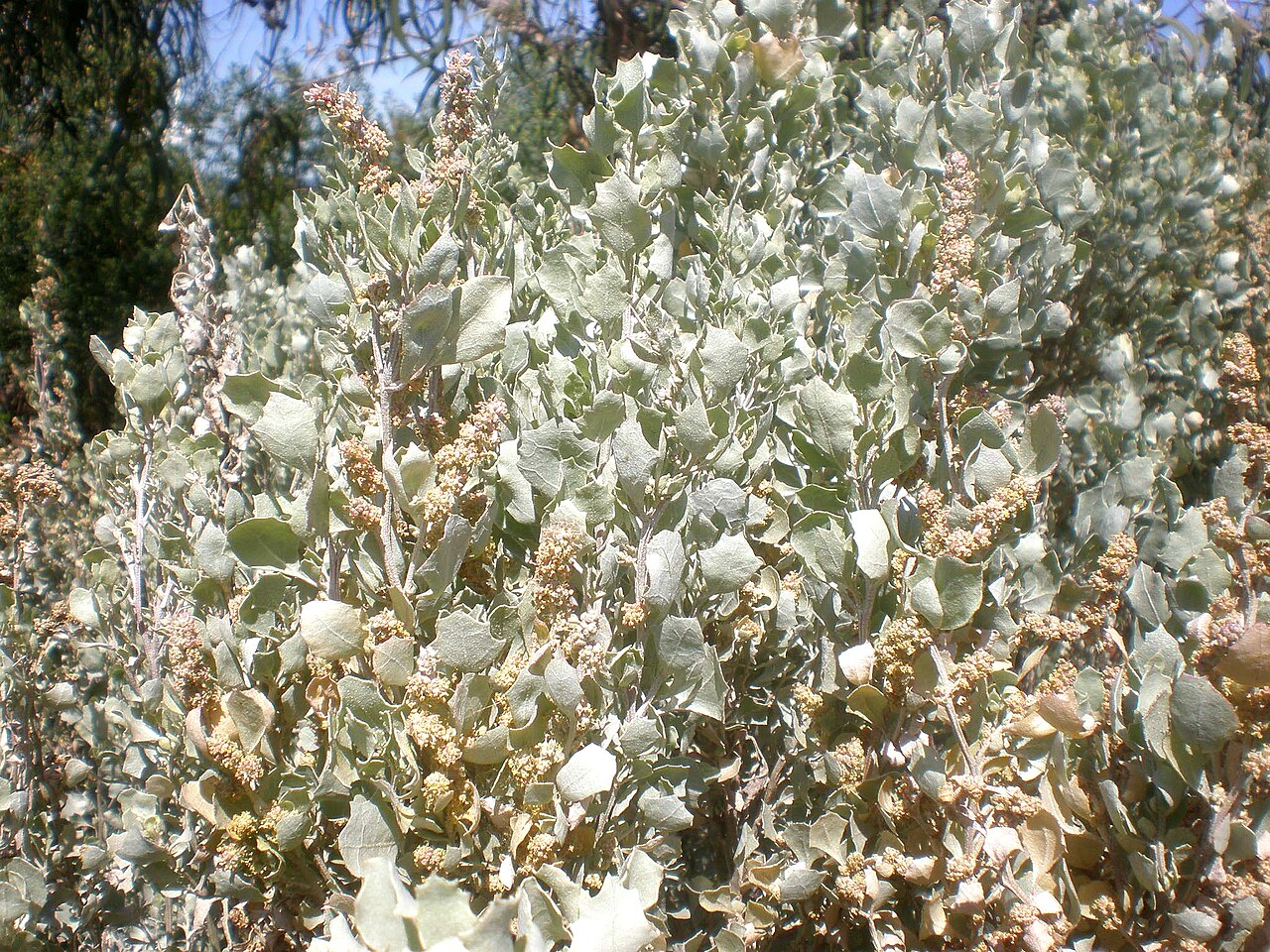 Atriplex nummularia, Old man saltbush — spreading evergreen (Amaranthaceae) (image 4 of 9)
