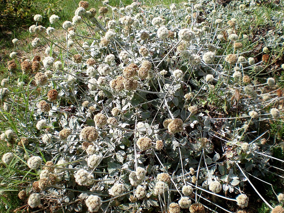 Eriogonum latifolium (Seaside Buckwheat) (alternate view 4)