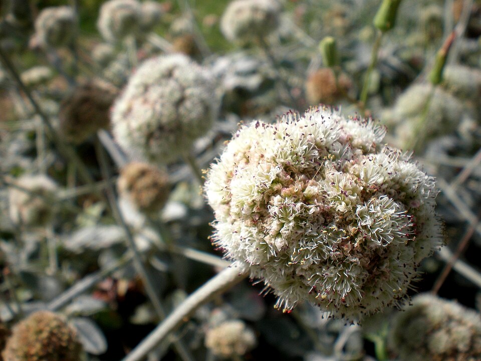 Eriogonum latifolium (Seaside Buckwheat) (alternate view 5)