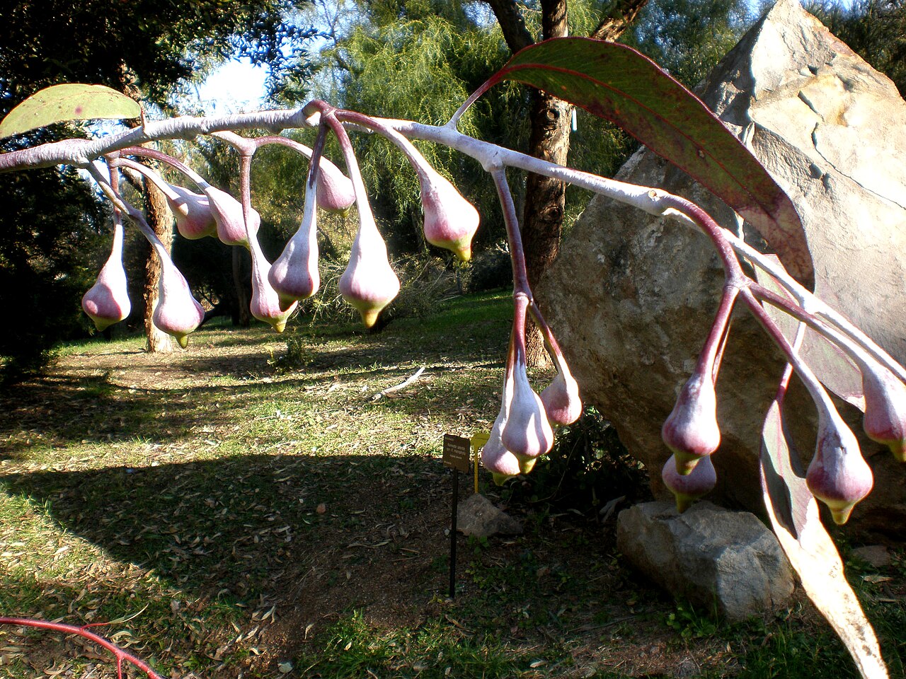 Eucalyptus caesia, Silver princess — spreading evergreen (Myrtaceae) (image 10 of 10)