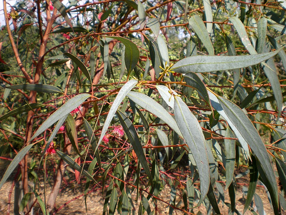 Eucalyptus diversifolia (Coastal Mallee) (alternate view 4)