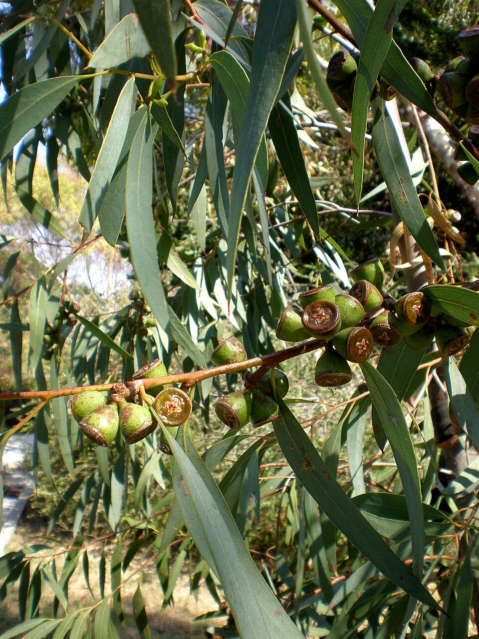 Eucalyptus diversifolia (Coastal Mallee) (alternate view 5)