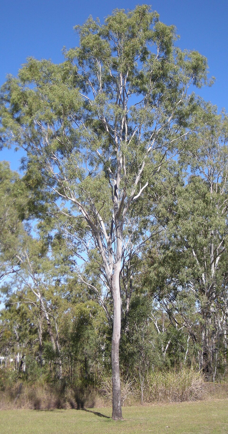 Corymbia tessellaris (Carbeen)