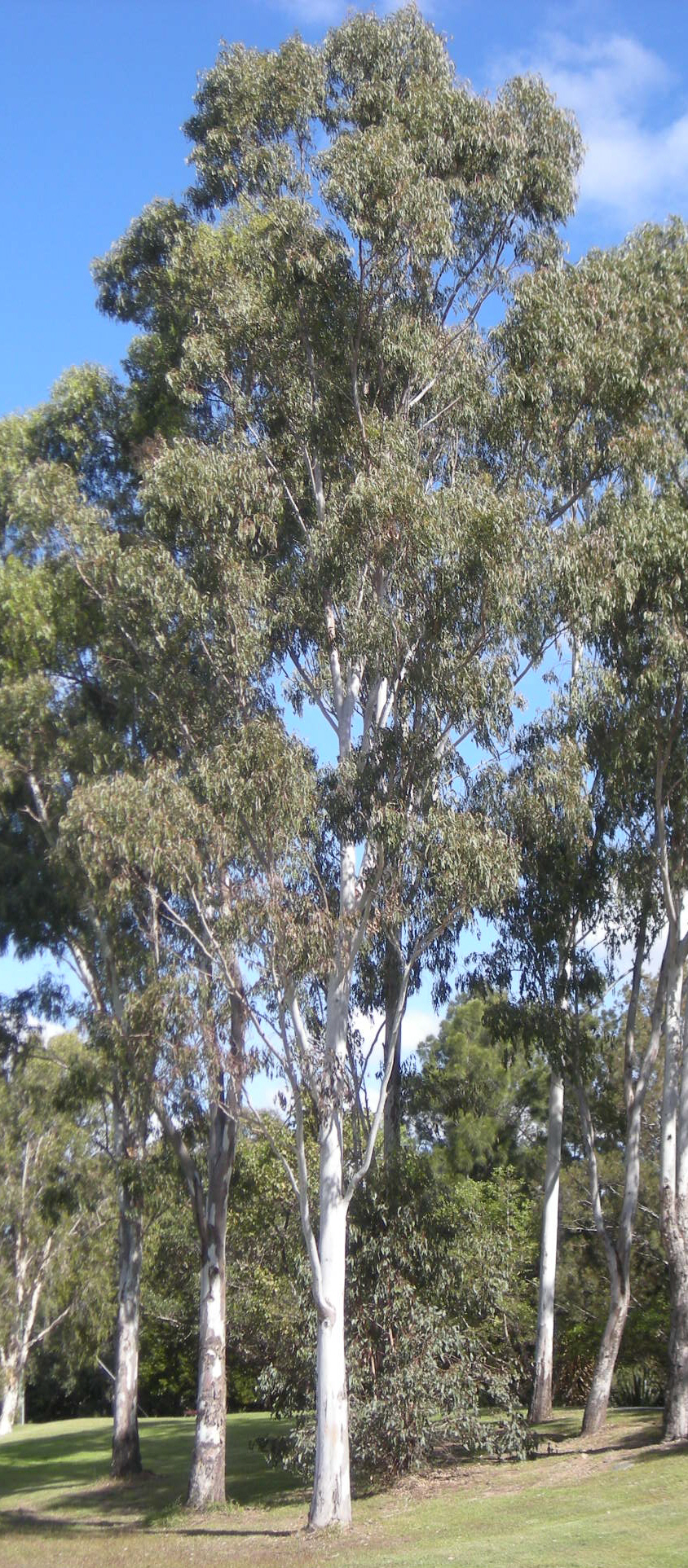 Eucalyptus tereticornis (Forest red gum) (alternate view 7)