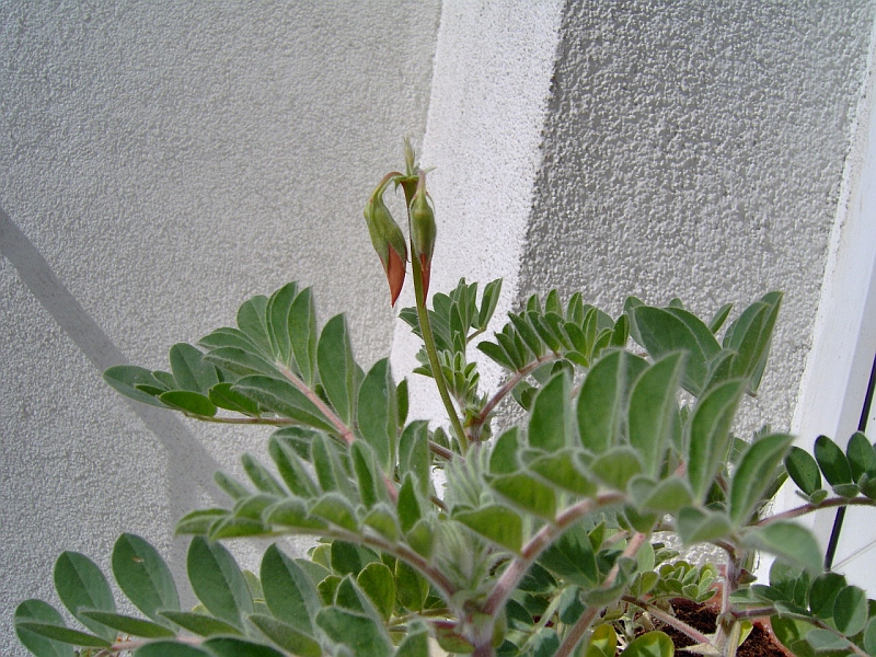 Swainsona formosa (Sturt's Desert Pea) (alternate view 9)