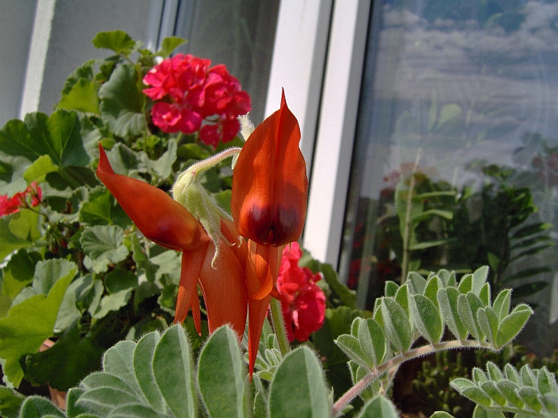 Swainsona formosa (Sturt's Desert Pea) (alternate view 10)