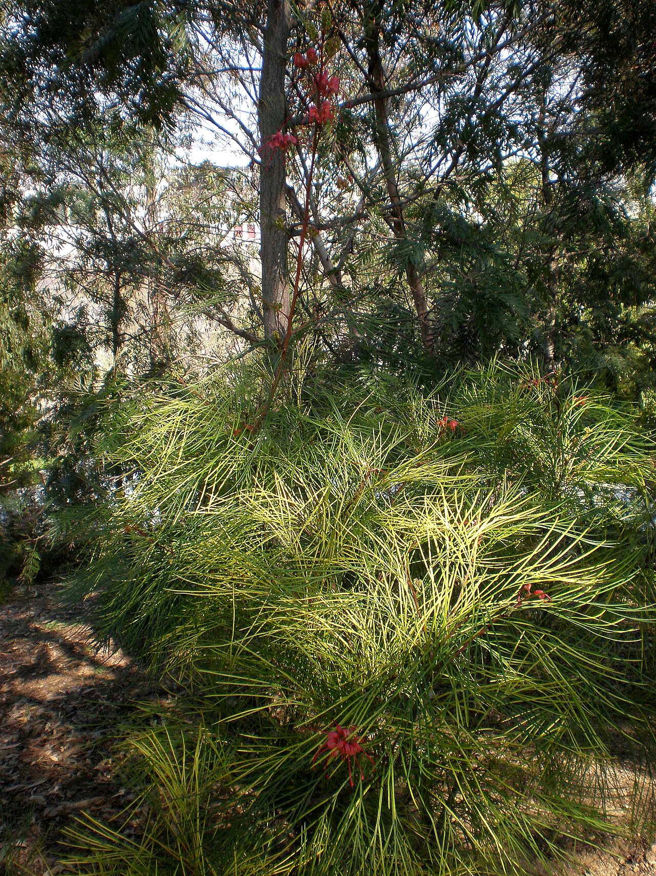 Grevillea lanigera, Woolly grevillea — spreading evergreen (Proteaceae) (image 3 of 8)