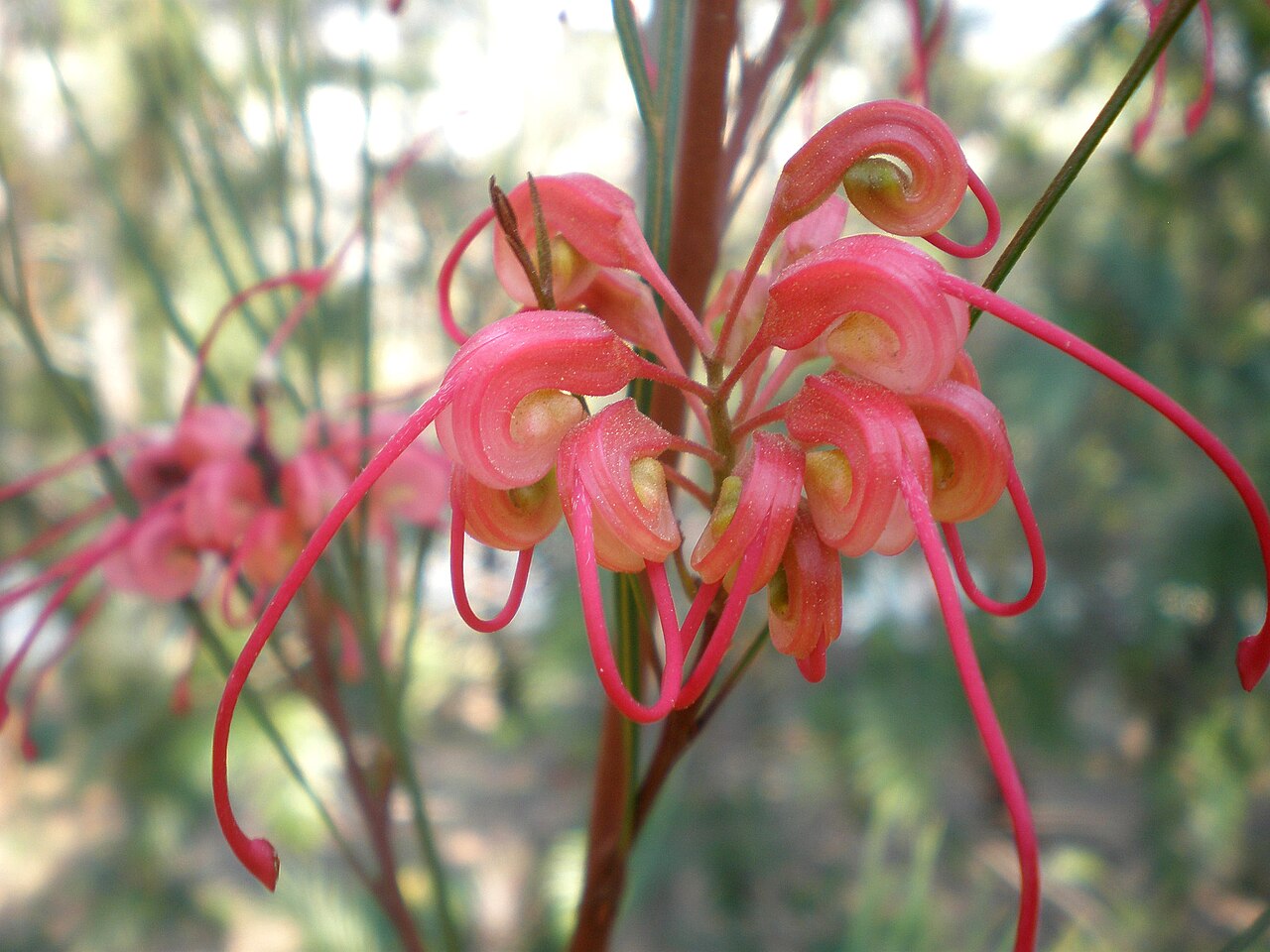 Grevillea lanigera, Woolly grevillea — spreading evergreen (Proteaceae) (image 4 of 8)