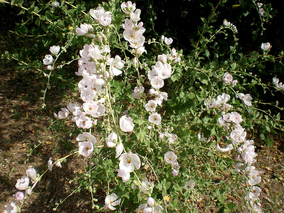 Malacothamnus fasciculatus (southern coastal bushmallow) (alternate view 10)