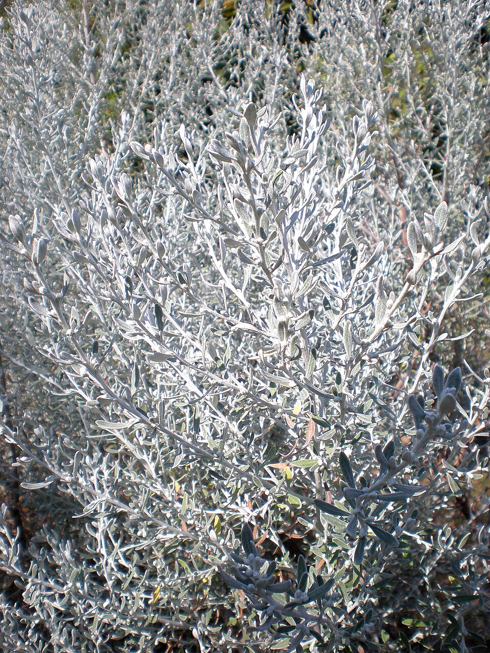 Olearia axillaris (Coastal Daisy-Bush) (alternate view 7)