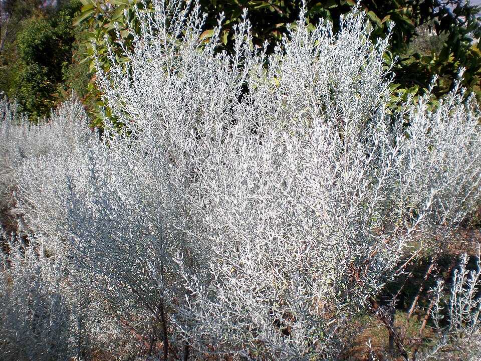 Olearia axillaris (Coastal Daisy-Bush) (alternate view 8)