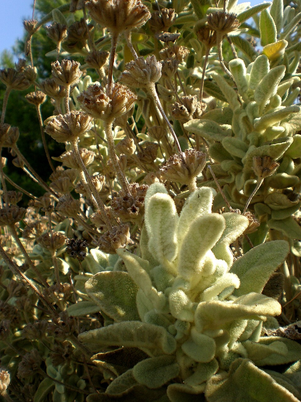 Phlomis italica (alternate view 13)